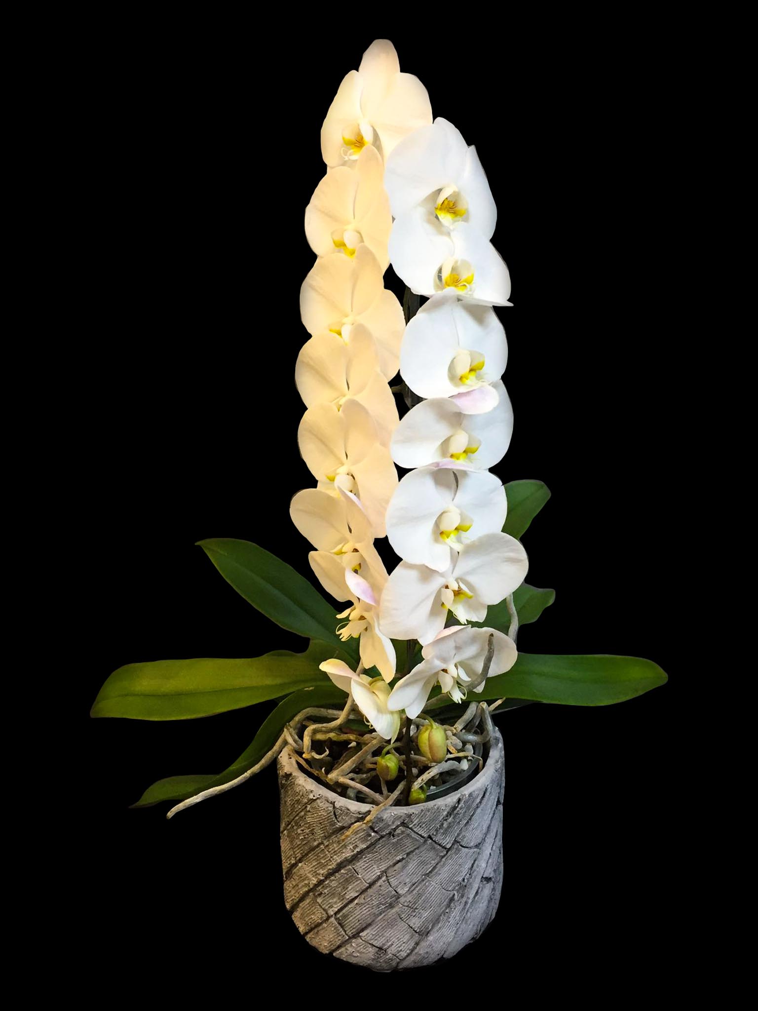 Asil Orkide